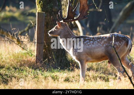 Vogelenzang, Paesi Bassi. 29 settembre 2024. Daino a riposo nella stagione autunnale. Foto di alta qualità Foto Stock