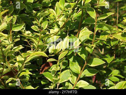 Primo piano di Privet d'oro, Ligustrum Ovalifolium "Aureum" Foto Stock