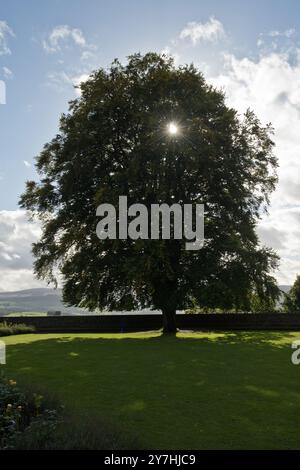 Storico albero solitario nel Giardino della Regina Anna al Castello di Stirling. Stirling, Stirlingshire, Scozia Foto Stock