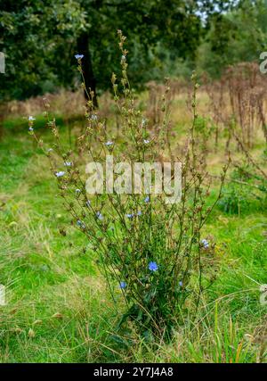 Primo piano della cicoria (Cichorium intybus) Foto Stock