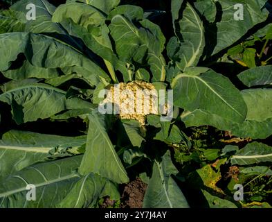 Primo piano del cavolfiore che cresce in un giardino (Brassica oleracea convar. botrytis var. Botrytis) Foto Stock