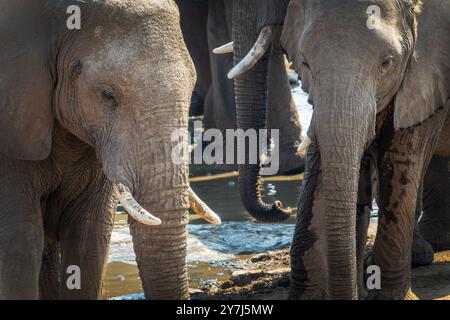 Primo piano di elefanti che bevono alla sorgente di Halali nel Parco Nazionale di Etosha, safari e safari nella natura e safari in Namibia, Africa Foto Stock