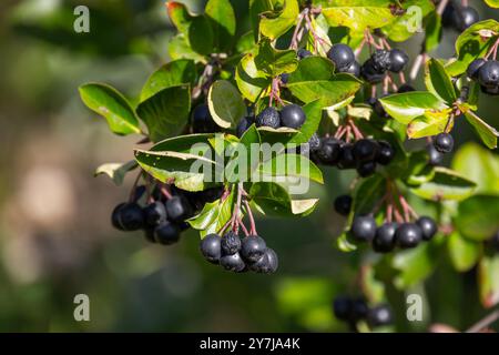 I frutti di Chokeberry sono sul ramo. Foto naturale con messa a fuoco selettiva Foto Stock