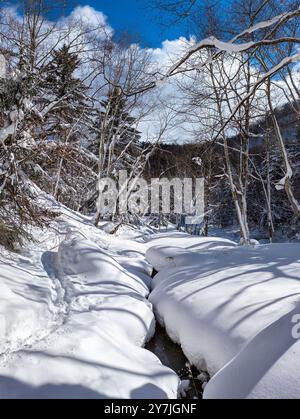 Piccolo fiume che scorre attraverso una foresta innevata in un giorno d'inverno Foto Stock
