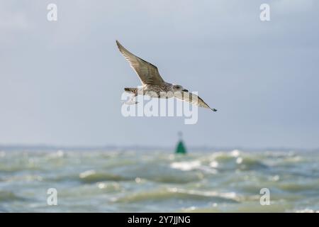 Gabbiano europeo di aringa con una spina di pesca in piedi, Larus argentatus Foto Stock