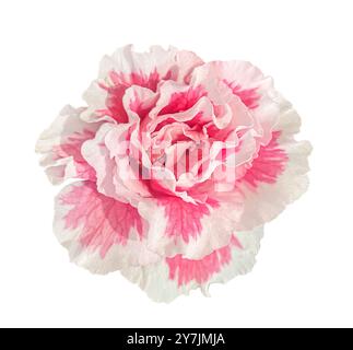 Bellissimo fiore di Azalea rosa isolato su sfondo bianco. Oggetto con tracciato di ritaglio. Foto Stock