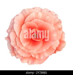 Begonia Elatior Borias fiore rosa isolato su sfondo bianco. Oggetto con tracciato di ritaglio. Foto Stock