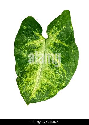 Verde Syngonium Podophyllum o vite a punta di freccia, pianta a punta di freccia foglia isolata su sfondo bianco. Pianta tropicale Syngonium isolata sul dorso bianco Foto Stock