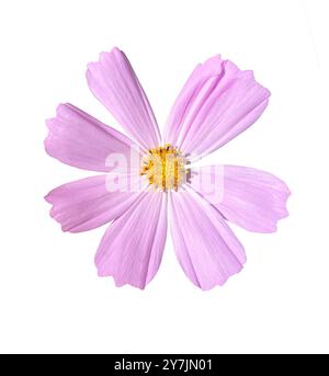 Rosa Cosmos Flower isolato su sfondo bianco. Oggetto con tracciato di ritaglio. Foto Stock