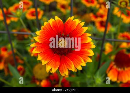 Primo piano del fiore di Gaillardia rosso e giallo nel giardino sullo sfondo sfocato. Gaillardia pulchella. Messa a fuoco selettiva Foto Stock