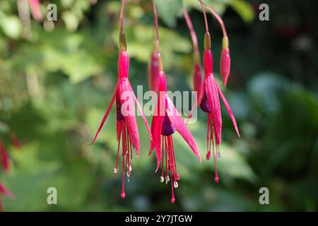 I fiori viola e rossi della fucsia magellanica, comunemente nota come fucsia colibrì, fucsia resistente o chilco Foto Stock