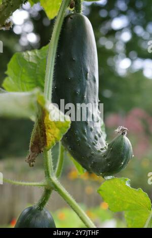 Un cetriolo storto sottaceto (Cucumis sativus) che cresce in un orto Foto Stock