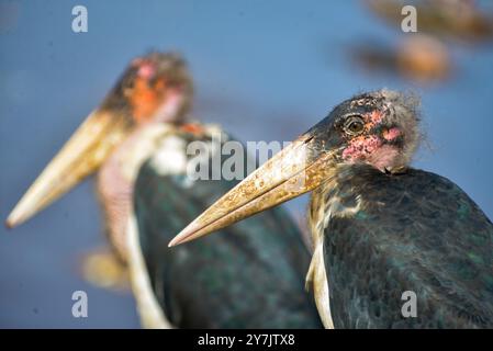 Stock di Marabou (Leptoptilos crumeniferus) a Kampala, Uganda Foto Stock