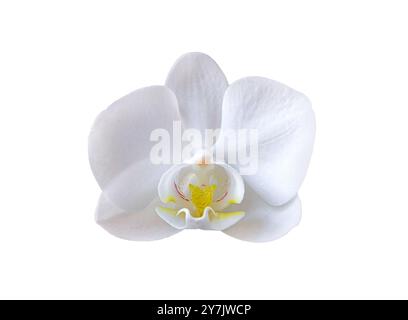 Fiore di orchidea bianco Phalaenopsis isolato su sfondo bianco con percorso di ritaglio. Foto Stock