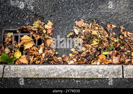 Scarico dell'acqua stradale ostruito da foglie. I detriti bloccano il deflusso dell'acqua piovana. Le fognature ostruite causano un'inondazione di flash. Leafs ostruisce il drenaggio dell'acqua. Cardiff, Regno Unito. Foto Stock