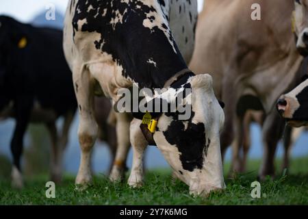 Mucche su un prato. Vacca Holstein. Agricoltura ecologica delle mucche. Mucche in un campo di montagna. Mucche su un pascolo estivo. Paesaggio con mandrie di mucche che pascolano sul campo con Foto Stock