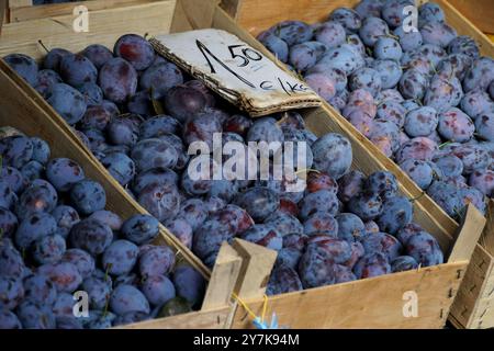 Prugne azzurre fresche coltivate biologicamente e preparate per la vendita al mercato di strada Foto Stock