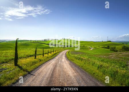 Percorso della via Francigena, strada tortuosa, campi di grano e alberi. Monteroni d'Arbia, Provincia di Siena, regione Toscana, Italia, Europa Foto Stock