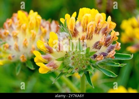 Fene Vetch (anthyllis vulneraria), primo piano che mostra la testa di fiore della pianta costiera comune e i singoli fiori gialli. Foto Stock