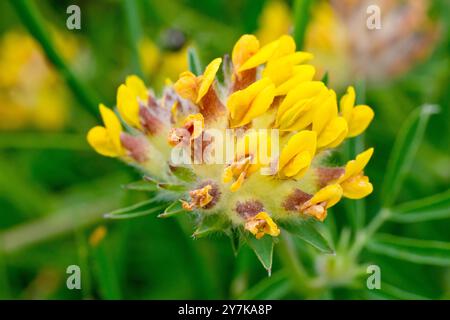 Fene Vetch (anthyllis vulneraria), primo piano che mostra la testa di fiore della pianta costiera comune e i singoli fiori gialli. Foto Stock