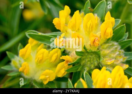 Fene Vetch (anthyllis vulneraria), primo piano che mostra le teste di fiore della pianta costiera comune e i singoli fiori gialli. Foto Stock