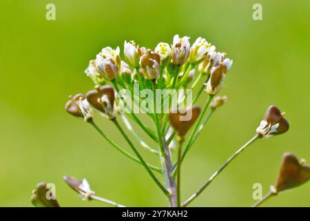 Borsa del Pastore (capsella bursa-pastoris), da vicino che mostra i piccoli fiori bianchi che muoiono e le cialde di semi a forma di cuore che iniziano ad apparire. Foto Stock