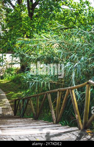 Scala in legno con un semplice corrimano scende attraverso una lussureggiante vegetazione verde, tra cui erba e alberi alti e ricoperti. La luce solare filtra attraverso il Foto Stock
