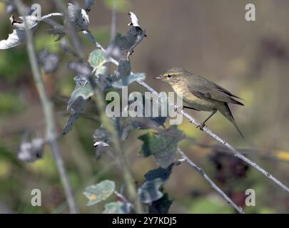 Chiffchaff Phylloscopus collybita an an Autumn Passage Migrant, North Norfolk, UK Foto Stock