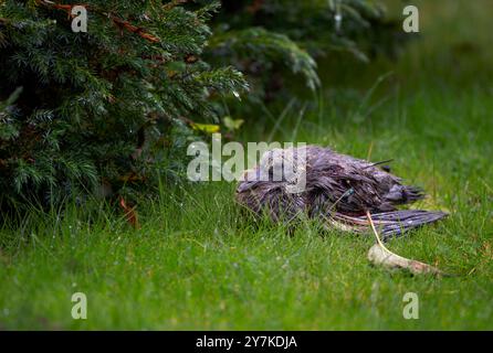 Un palumbo giovanile di Wood Pigeon Columba ferito e abbandonato dai genitori, North Norfolk, Regno Unito Foto Stock