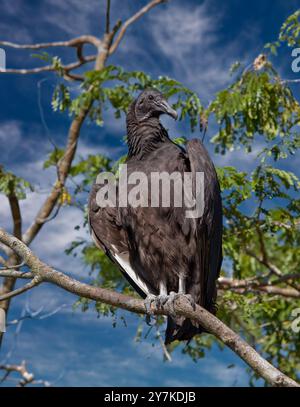 American avvoltoio nero, Coragyps atratus Foto Stock