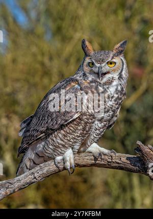 Grande Gufo cornuto - Bubo virginianus Foto Stock