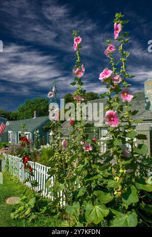 Flowering Hollyhocks, Island Home, Siaconset, Nantucket Island, Massachusetts Foto Stock