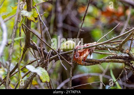 Mela di quercia o gall di quercia comunemente presente su molte specie di quercia. Alcune specie comuni che formano querce e mele sono la vespa pallida di Biorhiza Foto Stock