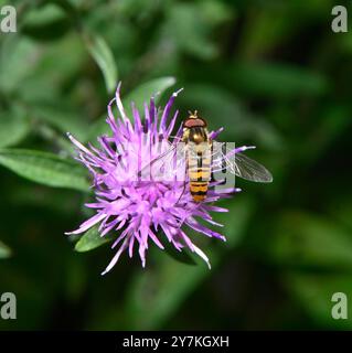 Marmellata di hoverfly che si nutre di piccoli knapweed. Collinswoodimages. Foto Stock