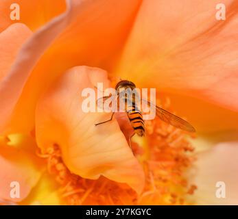 Un hoverfly marmellata che si nutre del polline di una rosa color pesca, Collinswood Images. Foto Stock