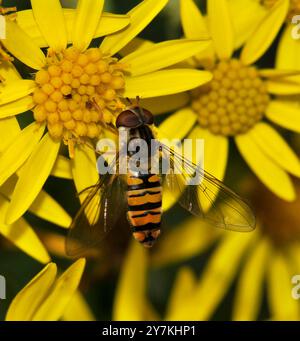 Marmellata hoverfly, Episyrphus Balteatus che si nutre di ragwort. Collinswoodimages. Foto Stock