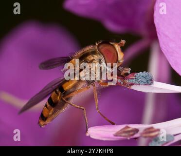 Marmellata hoverfly, Episyrphus Balteatus che mangia polline. Collinswoodimages. Foto Stock