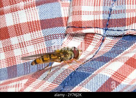 Marmellata hoverfly, Episyrphus Balteatus poggiato su materiale colorato. Collinswoodimages. Foto Stock