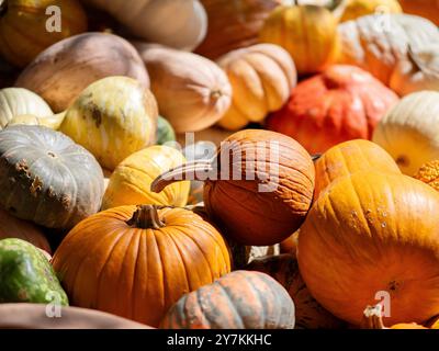 Campo di zucca nell'arboreto di Dallas. Tutti i tipi di zucche sono impilate ovunque nel bellissimo giardino. L'atmosfera delle vacanze è nell'aria. Foto Stock