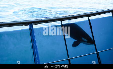 Balena assassina in cattività a Marineland, Antibes, Francia Foto Stock