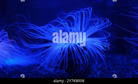 Primo piano di un vivace anemone del Mar Blu Foto Stock