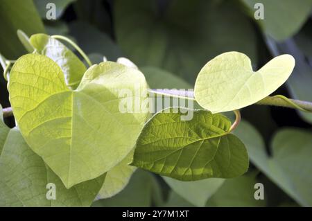 Vetch recinzione, Germania, Europa Foto Stock