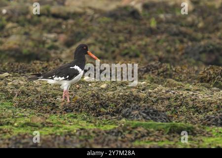 Primo piano di un uccello di oystercatcher su un terreno roccioso con muschio verde, caratterizzato da piumaggio bianco e nero e becco arancione brillante. Foto Stock