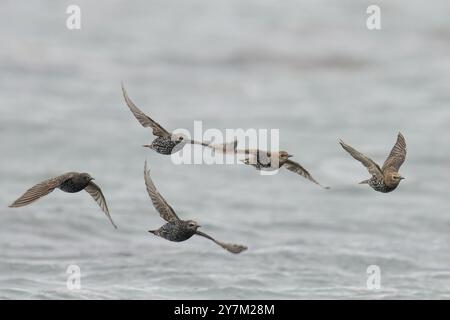 Uno stormo di stelle in volo sopra un corpo d'acqua, mostrando piume e movimenti dettagliati. Foto Stock