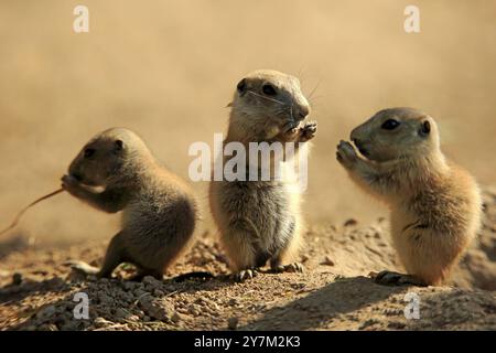 Cane della prateria dalla coda nera (Cynomys ludovicianus), tre giovani animali che mangiano, comportamento sociale, fratelli, Nord America Foto Stock