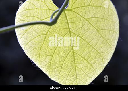 Foglia di una veccia di recinzione, Germania, Europa Foto Stock