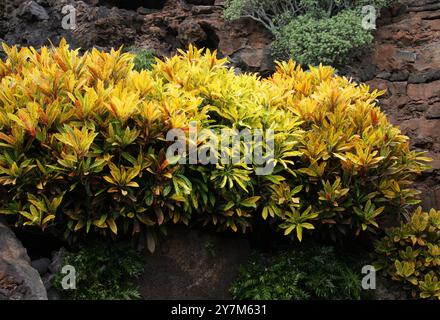 Croton Plant, Codiaeum variegatum, Euphorbiaceae. Asia. Garden croton è presente naturalmente nell'Asia meridionale, in Indonesia e in altre isole del Pacifico orientale. Foto Stock