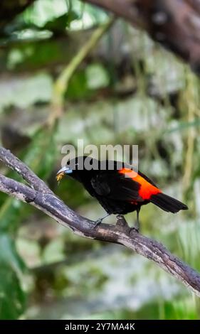 Scarlet-rumped Tanager (Ramphocelus passerinii) della Costa Rica Foto Stock