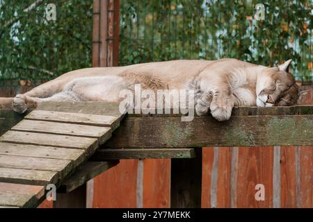 Il maestoso Cougar si rilassa tranquillamente su una piattaforma di legno in un habitat naturale. Foto Stock