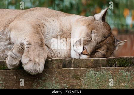 Il maestoso Cougar dormiente riposa pacificamente su una superficie rustica in legno nell'habitat naturale. Foto Stock